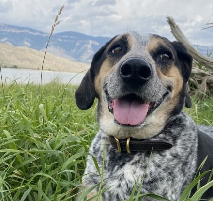 Dog-Friendly Experiences in Cody Yellowstone