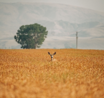 A deer in a golden field near Cody Yellowstone