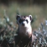 THE ELUSIVE BLACK FOOTED FERRET… Made in Meeteetse!