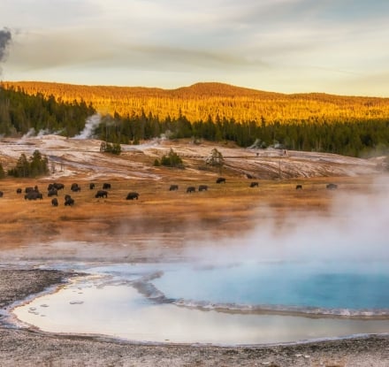 Everything You Need to Know About Yellowstone’s East Gate Opening for the Season