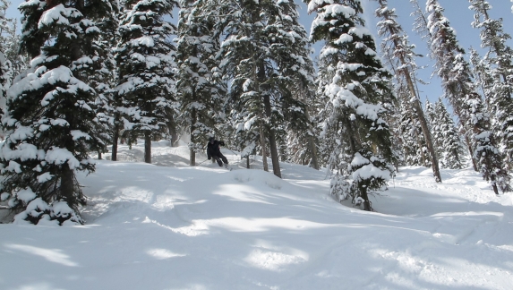 person downhill skiing through trees