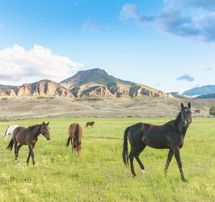 Wild horses in the vast and beautiful landscape of Wyoming, near the town of Cody, USA.