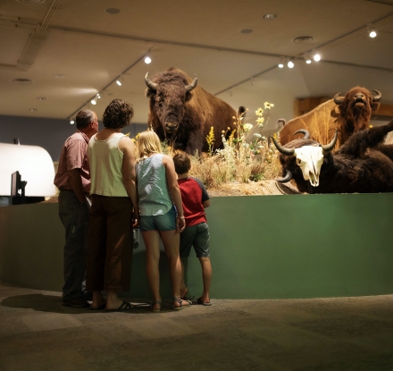 A Family looks at an exhibit in the Buffalo Bill Center of the West