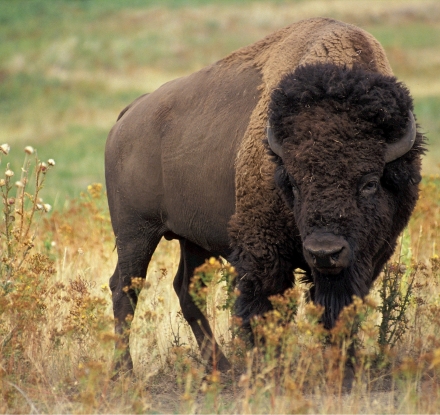 Is That a Bison or a Buffalo?