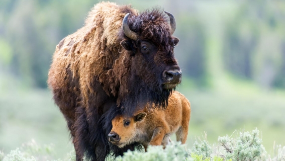 A red dog bison with its mother