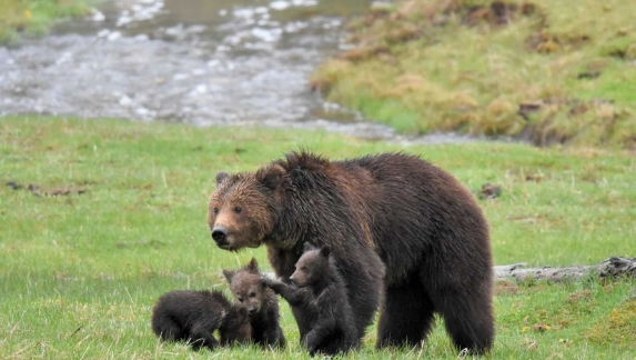 A grizzly bear and her cubs