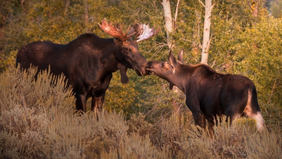 baby moose kissing bull moose