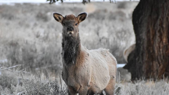 A young elk