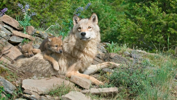 Wolf with her cubs at den site