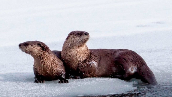 A baby otter and its mother on the ice