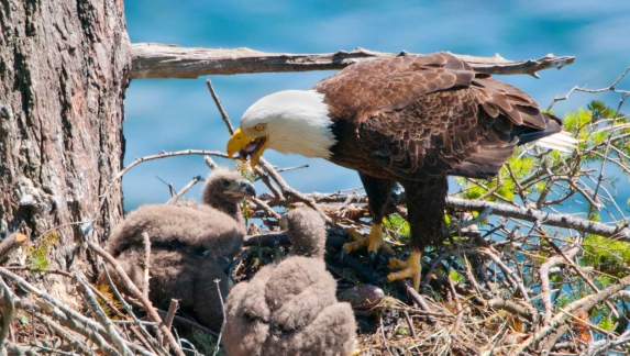 Eagle Feeding Chicks in Nest