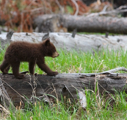 A bear cub walks on a log