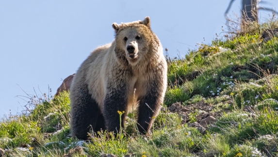 Grizzly bear standing still and looking toward camera on a small hill