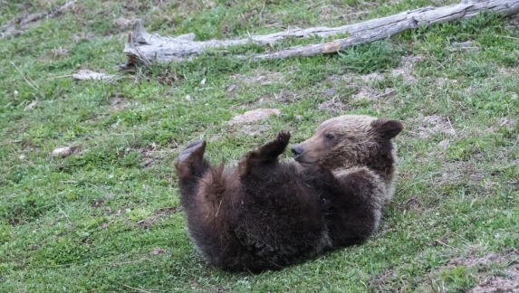 A young grizzly bear rolls in the grass