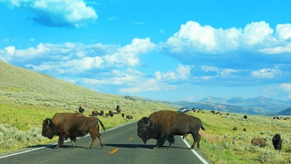 Bison Crossing the Road at Lamar Valley in Yellowstone National Park