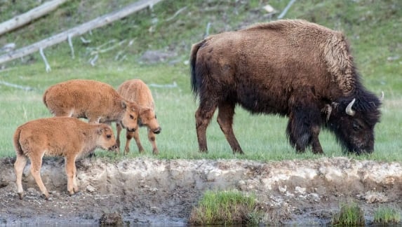 Wild Bison in Yellowstone National Park