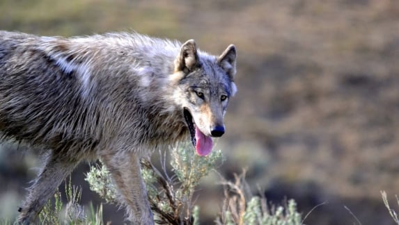 Hungry wolf going through sage brush in Yellowstone