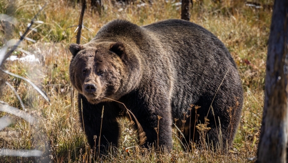 Full body portrait of grizzly bear standing and finding some food on floor, field covered by brown grass during autumn in Yellowstone National Park, Wyoming, USA.