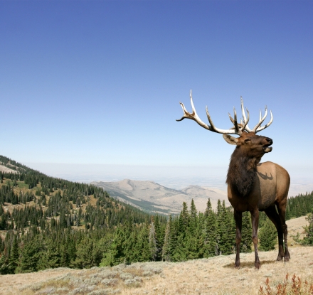 An Elk in Yellowstone