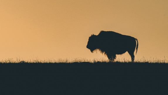 Female bison standing at sunrise